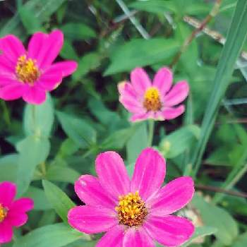 むらさき色の画像 by ヒデキさん | 広い庭と名前を教えて！とピンク系とピンクの花と白・しろ・ホワイトとむらさき色とあかときいろっ！！