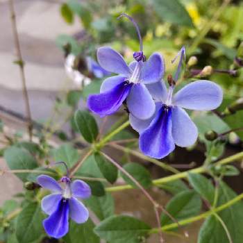 ブルーウイングの花の画像 by こよー2ndさん | 玄関とクレロデンドルム「ブルーウイング」と我が家のブルーウイングとブルーウイングの花