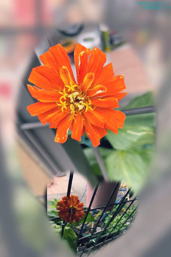 車庫の画像 by あしるさん | 車庫とヒャクニチソウ(ジニア)と開花と種からとお顔がこんにちはとおうち園芸と今日のお花と君も花が好きなのか