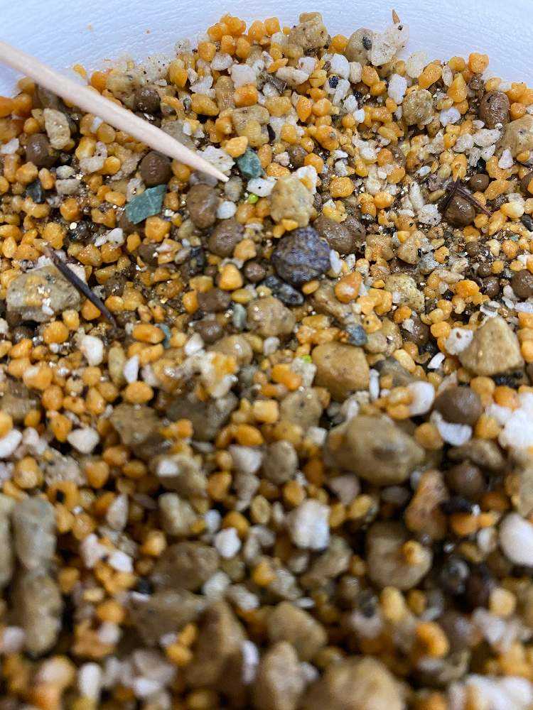 実生リトープスの成長記録｜🍀GreenSnap（グリーンスナップ）