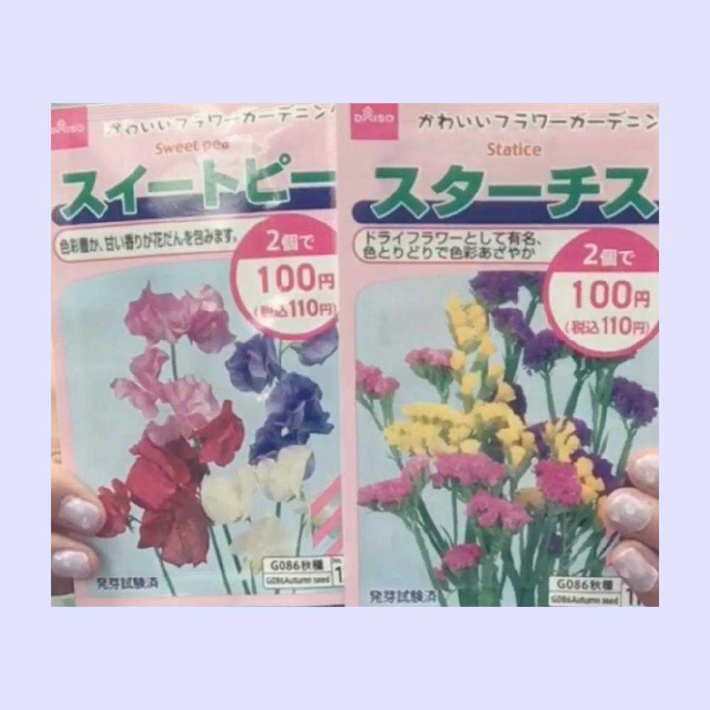ガーデニング初心者 ダイソーで買った種の成長記録 スイートピー スターチス Greensnap グリーンスナップ