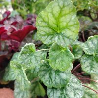 ヒューケラ,寄せ植え,地植え,グランドカバー,カラーリーフの画像