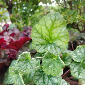 クラピアの画像