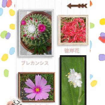ニワゼキショウの花の画像 by kancyanψさん | 山野草と季節の花とサボテン☆とニワゼキショウの花