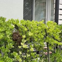 マサキの育て方 植え付け時期や挿し木の方法は Greensnap グリーンスナップ マサキの育て方 植え付け時期や挿し木の方法は Greensnap グリーンスナップ
