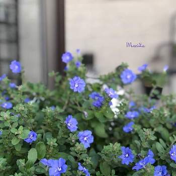 宿根草メインの庭の画像 by Marillaさん | 小さな庭とｴﾎﾞﾙﾌﾞﾙｽと鉢植えと青い花大好きとはなのある暮らしと宿根草メインの庭
