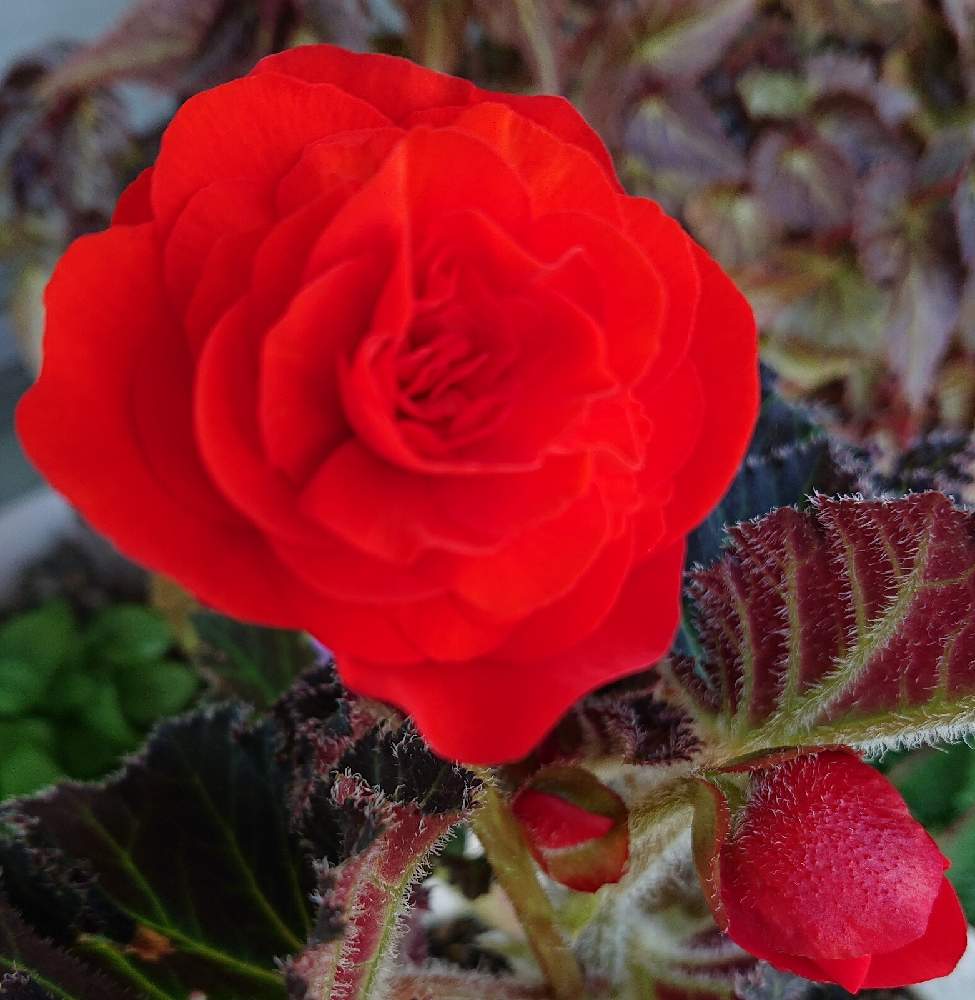 球根ベゴニアの投稿画像 By しむちゃんさん ベゴニアと真っ赤な花と癒やしと真っ赤 といつも心に太陽をと赤い花 21月9月8日 Greensnap グリーンスナップ