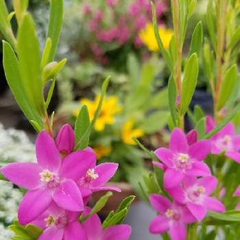 クロウエア サザンクロス,お花に癒される,ピンクの花,ちいさな幸せ♡,おうち園芸の画像