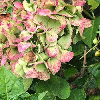 あじさいとカタツムリの投稿画像一覧 Greensnap グリーンスナップ あじさいとカタツムリの投稿画像一覧 Greensnap グリーンスナップ