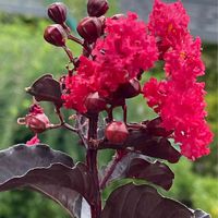 サルスベリ,サルスベリ ブラックパール,西武池袋の空中庭園,GSの皆さまに感謝♡,医療現場の人々に感謝の画像