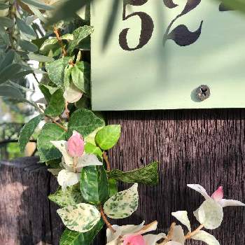 ハツユキカズラ♡の画像 by ほっぴーちゃんさん | 小さな庭と小さな花壇とおうち園芸と我が家の玄関先とハツユキカズラ♡とガーデニング