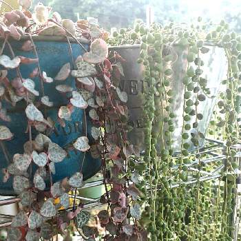 ハートカズラ斑入りの画像 by rumirumiさん | 広い庭と多肉植物とハートカズラ。とハートカズラ斑入りとrumirumi編み編みとネコ大好きとかわちいとグリーンネックレス☆と花のある暮らしと多肉植物大好きとネックレスの日