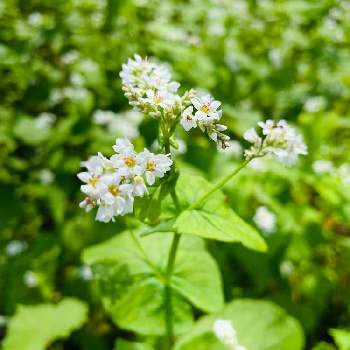 蕎麦畑の投稿画像一覧 Greensnap グリーンスナップ
