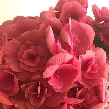 サーモンピンクの花の投稿画像一覧 Greensnap グリーンスナップ