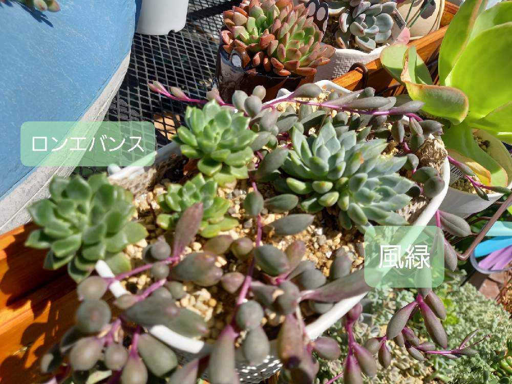 201💐風緑 かざみどり｜🍀GreenSnap（グリーンスナップ）