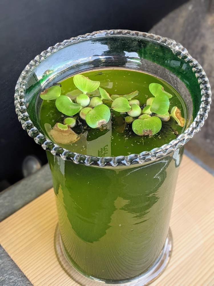 メダカの投稿画像 By 風船カズラさん ガラスの花瓶と水草 ホテイアオイと毎月8日は鉢の日 21月9月8日 Greensnap グリーンスナップ