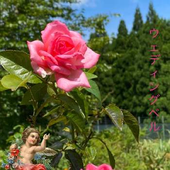 バラのある喜びの画像 by ひみつのアッコちゃんさん | 四季咲き大輪バラ　ウェディング　ベルと我が家の花畑と可愛い花と花のある生活と美しい花とバラを見る喜びと元気な花とバラのある喜びと大好きな花と花を見る喜びと私のお気に入りと地植えの花