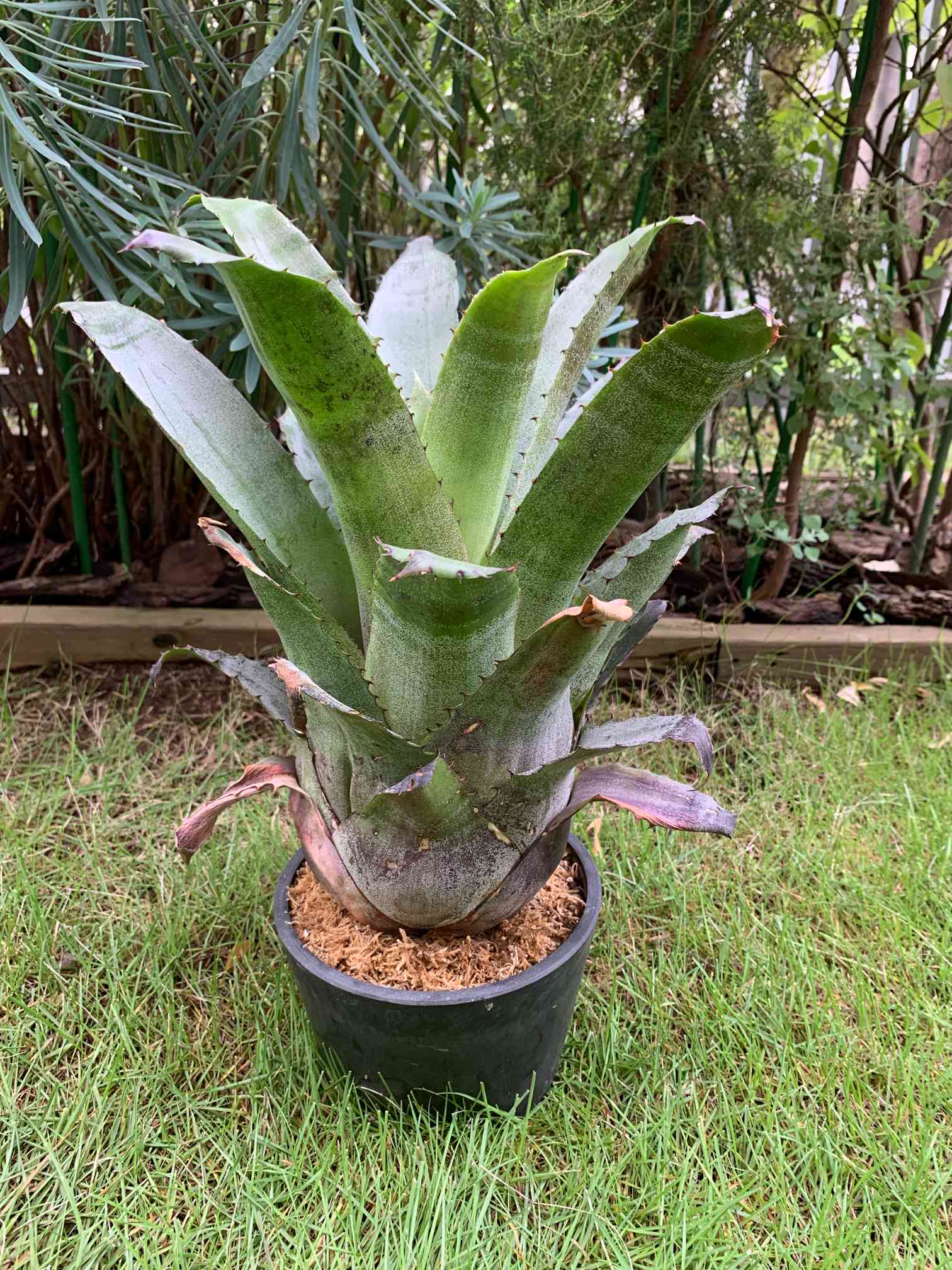 ホヘンベルギア カティンガエの一覧｜🍀GreenSnap（グリーンスナップ）