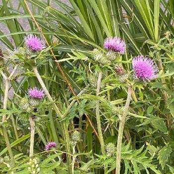 那須岳の投稿画像一覧 Greensnap グリーンスナップ