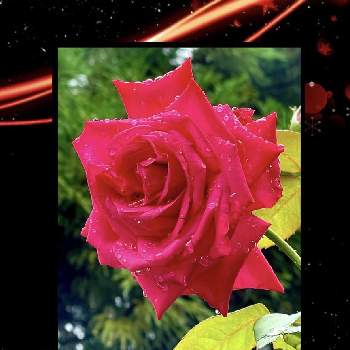 綺麗な薔薇の画像 by ココちゃんさん | 綺麗な薔薇と水曜ローズショーと癒しと癒しの植物とお出かけ先♡と綺麗とフラワーセンターと素敵な出会いに感謝と花のある暮らし
