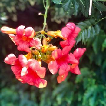 のうぜんかずら (凌霄花)の画像 by Kay_Tama-gsk さん | お出かけ先とのうぜんかずら (凌霄花)とカラフルと南国の花とオレンジ色のバラと夏の花と鮮やか とオレンジ色と亜熱帯植物