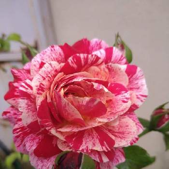 絞り模様の画像 by ちえこさん | 小さな庭と一重咲きペチュニアと薔薇・バラ・ばらと小さな庭❤とおうち園芸と立木性と絞り模様と花のある暮らし