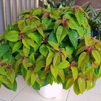 プリンセチアの育て方 置き場所や水やりのコツは Greensnap グリーンスナップ プリンセチアの育て方 置き場所や水やりのコツは Greensnap グリーンスナップ