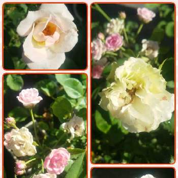 切り花からの挿し木の画像 by ゆみゅさん | 小さな庭とバラ、薔薇、ばらとマイクロミニバラとリトルウッズとみるぴんとミニバラとバラと薔薇・バラ・ばらとバラのある暮らしとおうち園芸と切り花からの挿し木と挿し木から成長と花のある暮らしと小さなお庭