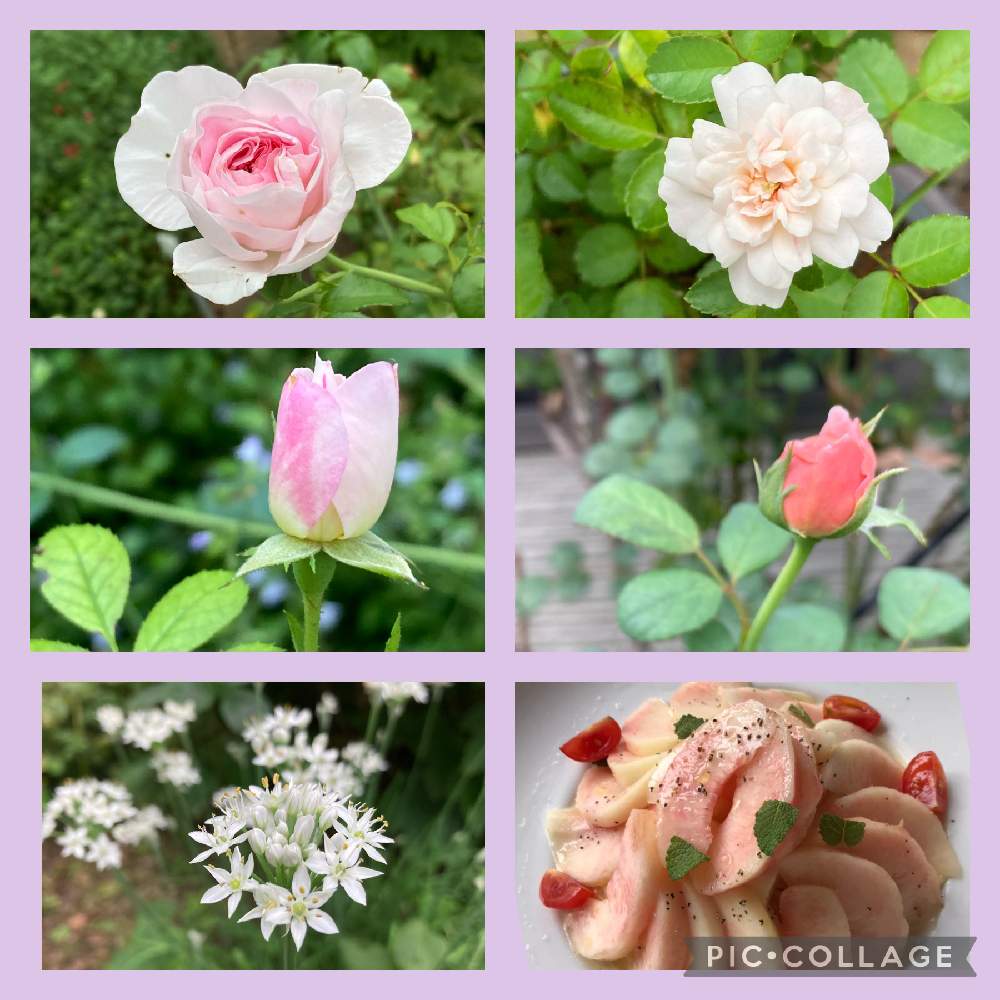 グリーンアイスの投稿画像 By Takeさん ハナニラとバラ モンクールと杏 薔薇と名無しの薔薇 と今日も笑顔で と桃とモッツァレラチーズの冷製パスタとお花が大好きと薔薇が好き とブレアガーデン桂と花のある暮らしと薔薇 と心穏やかに 21月9月8日 Greensnap