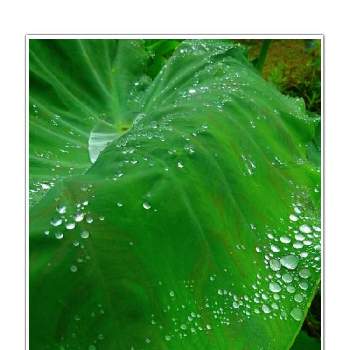 里芋の葉っぱ♪の画像 by Kazyanさん | 雨 しずくと詠歌シリーズ　和堂と短歌を添えてと里芋の葉っぱ♪と珍らしいデス