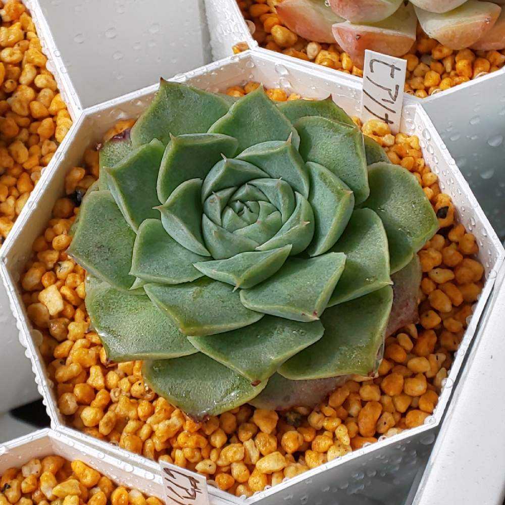 ❀213 ヒアリナの生長記録 2022.05.19更新｜🍀GreenSnap（グリーン