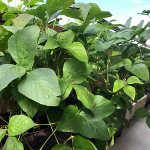 枝豆《丹波の黒豆》,種まきっ子,ベランダ菜園,秋野菜,枝豆の成長の画像