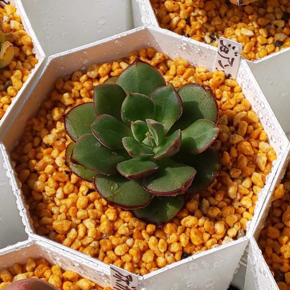 ❀335 ジョアンダニエルの生長記録 2022.05.20更新｜🍀GreenSnap