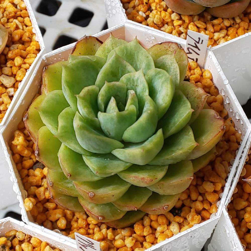 363 ライムアンドチリの生長記録 2022.05.19更新｜🍀GreenSnap