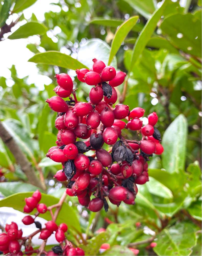 珊瑚樹 サンゴジュ の投稿画像 By 灰鳩さん サンゴジュと常緑と樹木と街路樹とレンプクソウ科と赤い実とガマズミ 属とお出かけ先と常緑と樹木と街路樹とレンプクソウ科と赤い実とガマズミ属 21月9月8日 Greensnap グリーンスナップ Greensnap グリーン