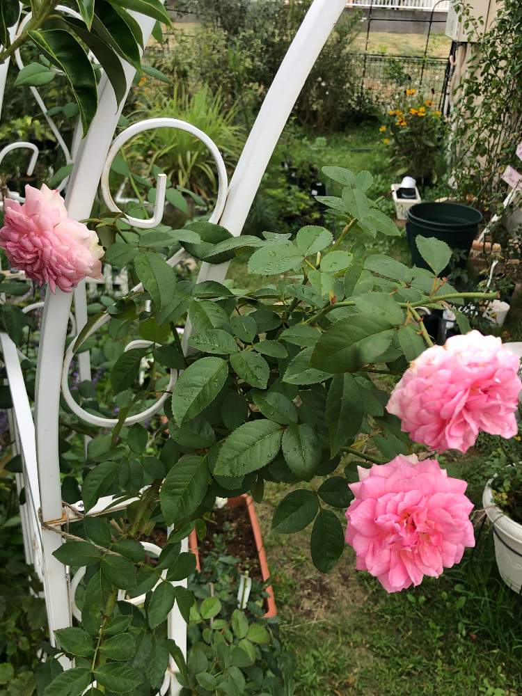 広い庭の画像 by ミーナさん | 広い庭とアミロマンティカと花のある暮らしとGREEN UP!
