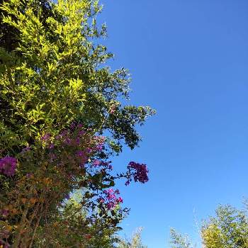  サルスベリの画像 by midorigonzさん | ウォーキング中とあおぞら♪と雲仲間と サルスベリと青空と一緒にと青空に映える