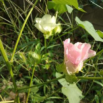 綿の花の画像 by SHUKI(STSN)さん | 小さな庭と綿の花と花のある暮らしとみどりのある暮らし