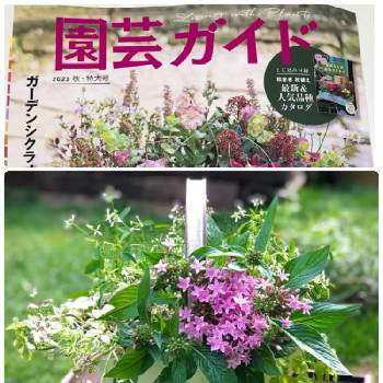 夏の寄せ植えの投稿画像一覧 Greensnap グリーンスナップ