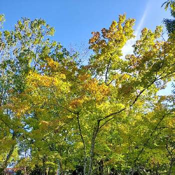 気になる木の画像 by パープルさん | お出かけ先と名前を教えて！と初秋の気配と爽やかなGreen。と気になる木と癒される葉と千波湖  せせらぎ広場と相談と魅力度アップ茨城！