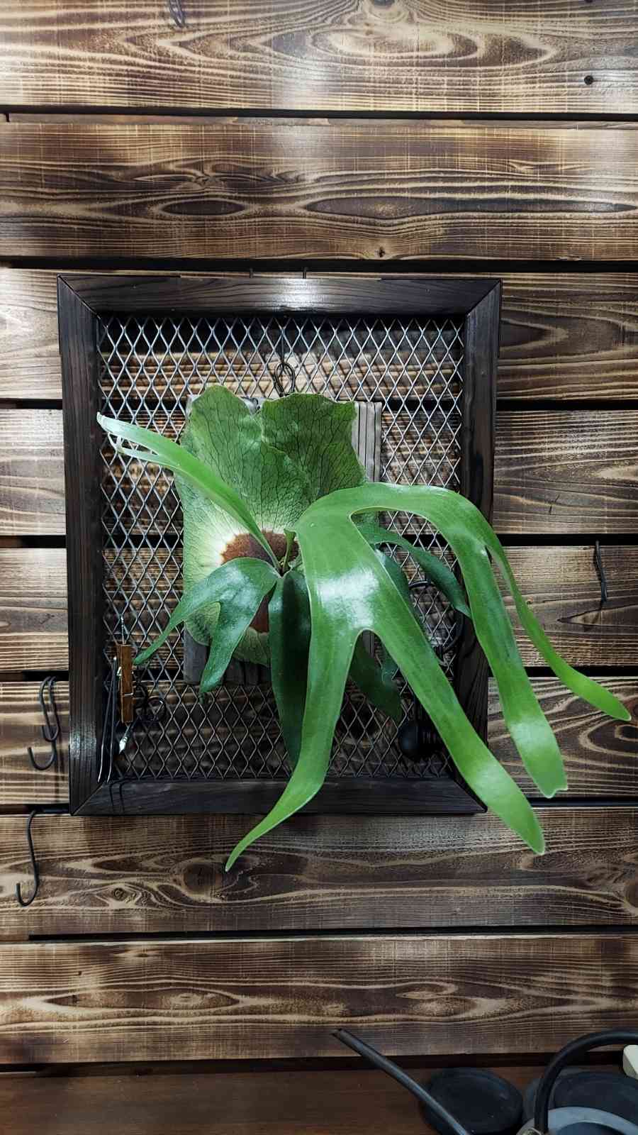 ビカクシダ、成長中の胞子葉を軌道修正してみる🌿｜🍀GreenSnap