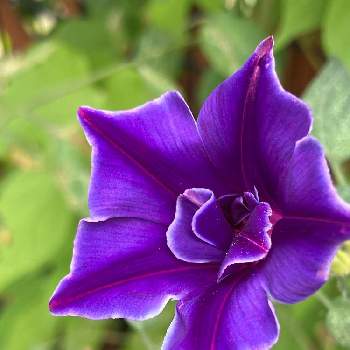 桔梗咲朝顔の投稿画像一覧 Greensnap グリーンスナップ