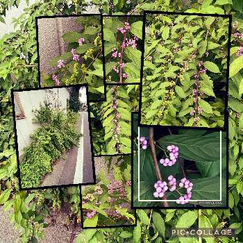 紫式部の実の画像 by キングさん | 玄関と紫式部の実と花いろいろと秋到来！