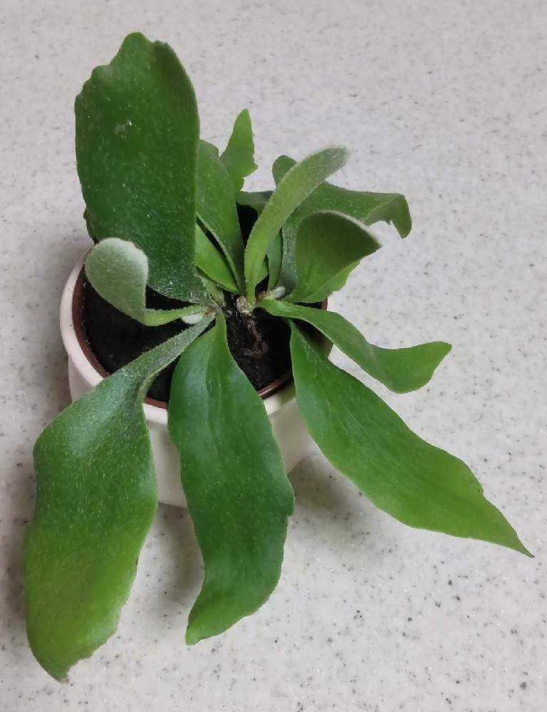 初めてのビカクシダ成長記録｜🍀GreenSnap（グリーンスナップ）