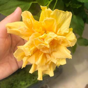 ハイビスカス 八重咲きの投稿画像一覧 Greensnap グリーンスナップ