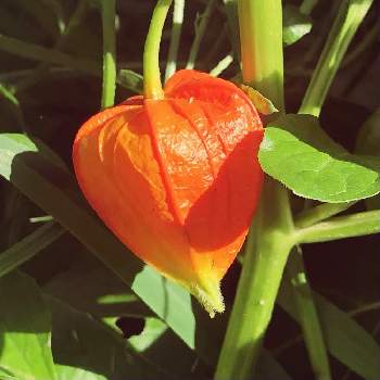 鬼灯☆の画像 by 花土葉さん | 小さな庭とオレンジ色の花と鬼灯☆と ほおずき