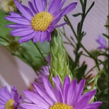 紫苑の画像 by ジュリアーノさん | お出かけ先とシオン(紫苑)とトリトンさん…元気な笑顔待ってますと山野草大好きと山野草と青い花とシオン♪と山野草大好き協会と紫苑と今日のお花と菊 キク きくと元気に育ててますよと花のある暮らしと青い花マニアとGSアダルトチームとチーム・ブルーとチームブルーNo.086と大人可愛い