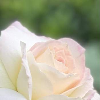 薔薇　マチルダの画像 by MIRUMOさん | 小さな庭と薔薇　マチルダとお目覚めpicと癒しと今日も、頑張りましょう❣️と応援花❤️と❤️M.family❤️と可愛いと花のある暮らしと♡My garden♡と頑張れ❗️日本