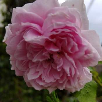 ロゼット咲きの画像 by みこたんガーデンさん | 小さな庭とばら バラ 薔薇とピンクの花とロゼット咲きと大好きな薔薇♡と素敵な色合いと可愛い〜♡とイングリッシュ・ローズといい香りと薔薇♪