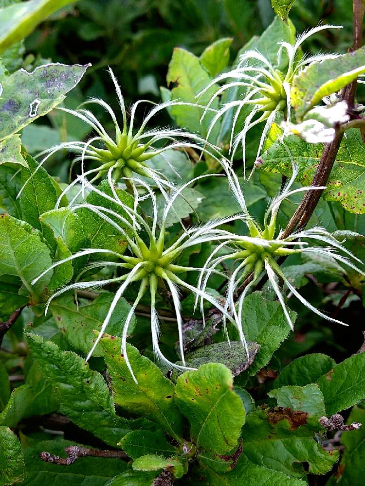 ハンショウズルの綿毛の投稿画像 By サブレさん 半鐘蔓と山野草と野草と山歩きとハイキングとお出かけ先と山野草と野草と山歩きとハイキング 21月9月9日 Greensnap グリーンスナップ Greensnap グリーンスナップ